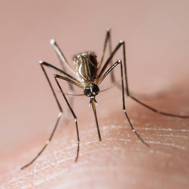 Some Mosquito Repellents Act like Invisibility Cloaks - podcast episode cover