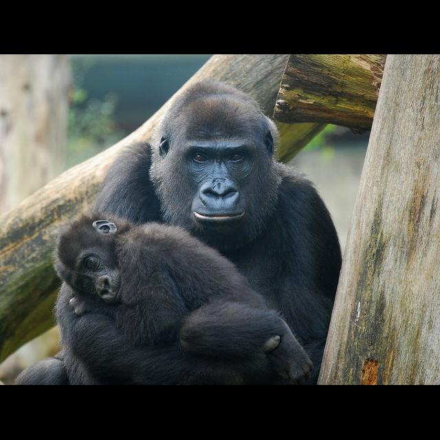 Episode 75: The Magnificent Mountain Gorilla Part II - podcast episode cover