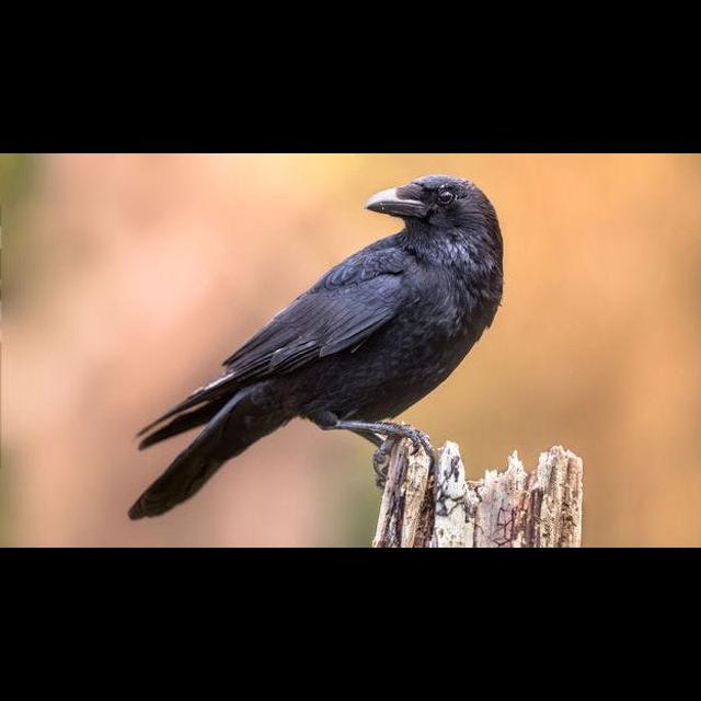 Crow About Crows - podcast episode cover