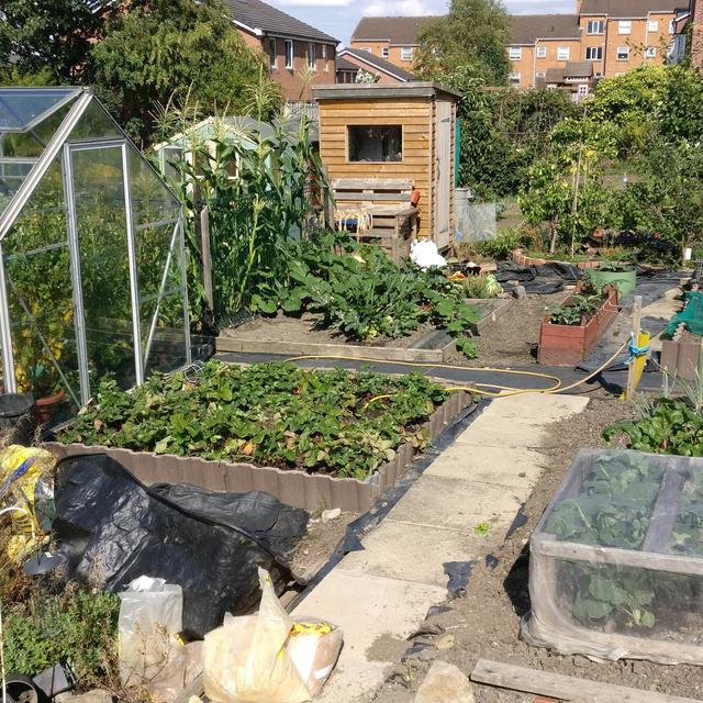Allotment mourning - podcast episode cover