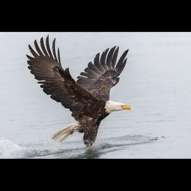 Episode 146: Beauty of Bald Eagles - podcast episode cover