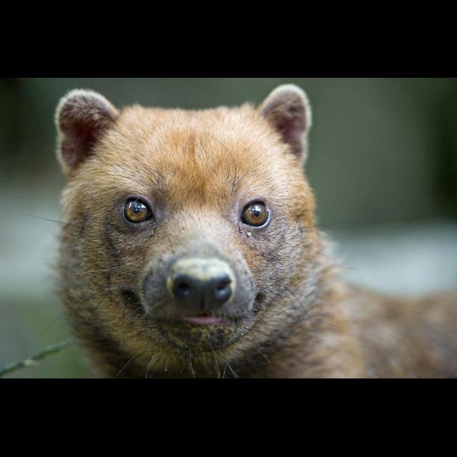 Episode 292: Bush Dogs Delight - podcast episode cover