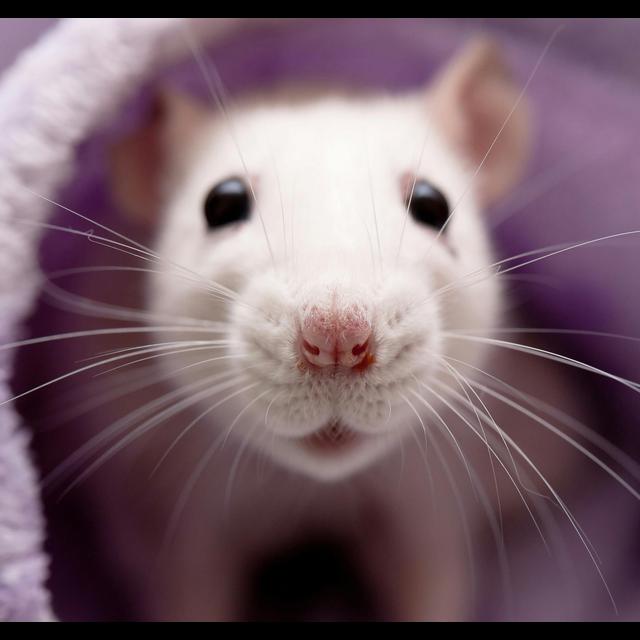 Software Sniffs Out Rat Squeaks - podcast episode cover