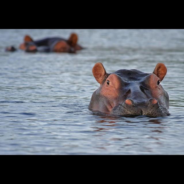 The American Hippo Project - podcast episode cover