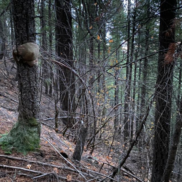 153: Tree Ears- Autumn Day In Douglas Fir Forest - podcast episode cover