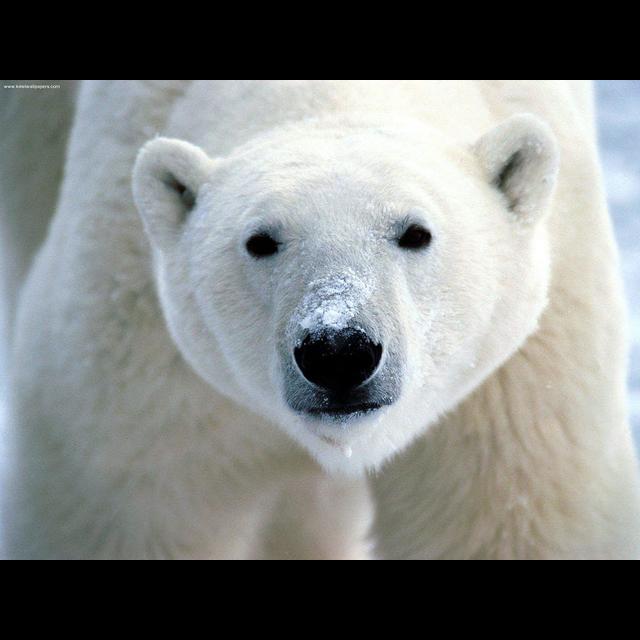 Revisiting Polar Bears in a Changing Climate - podcast episode cover
