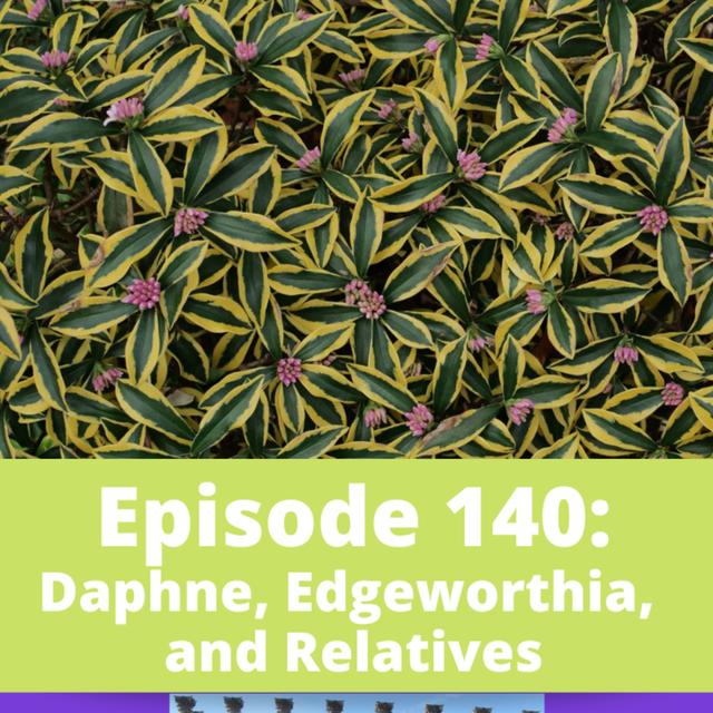 Daphne, Edgeworthia, and Relatives - podcast episode cover