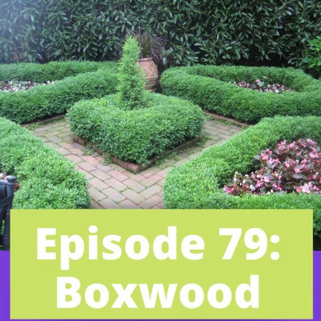 Boxwood - podcast episode cover