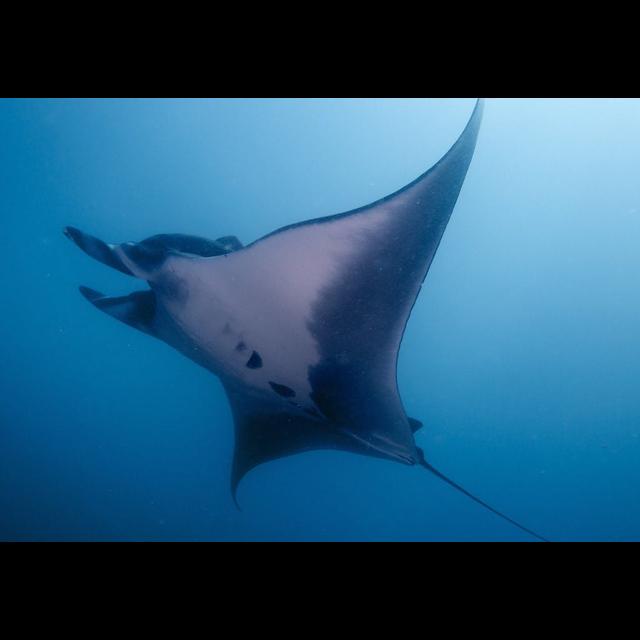 Wings of the Ocean: Manta Rays - podcast episode cover