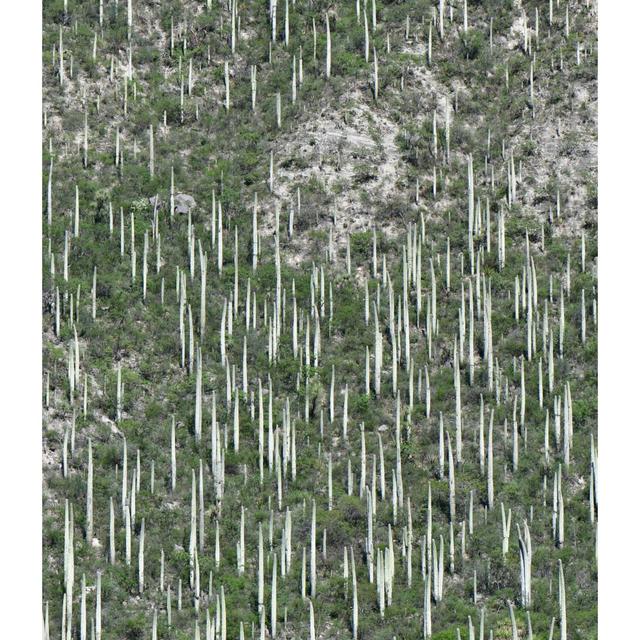 Cactus Forests of Puebla, Cloud Forests of Oaxaca - podcast episode cover