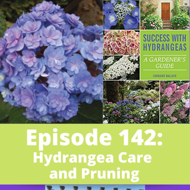 Hydrangea Care and Pruning - podcast episode cover