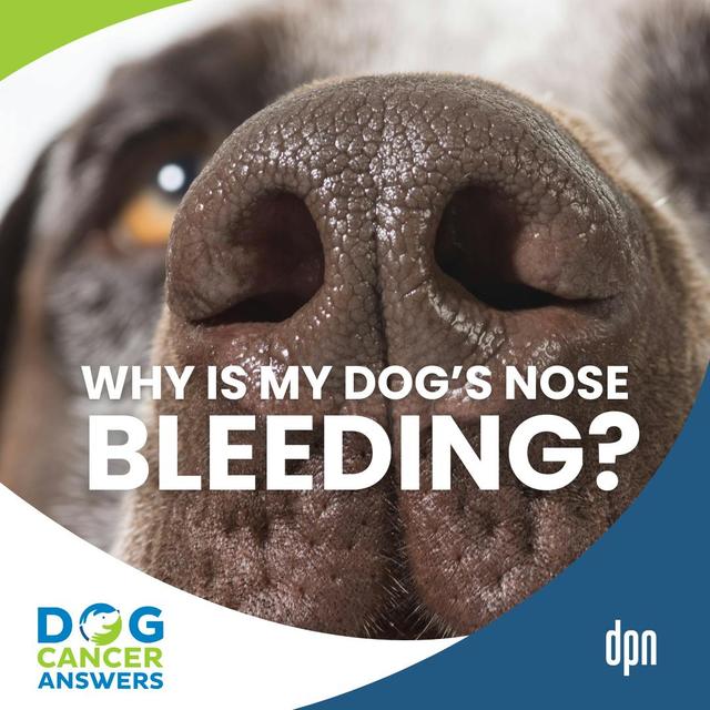 Why Is My Dog's Nose Bleeding? What to Do and When to Go the ER | Dr. Brooke Britton #271 - podcast episode cover