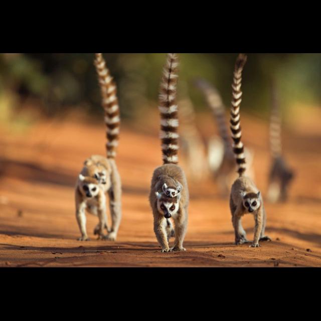 Lemur Flirting Uses Common Scents - podcast episode cover