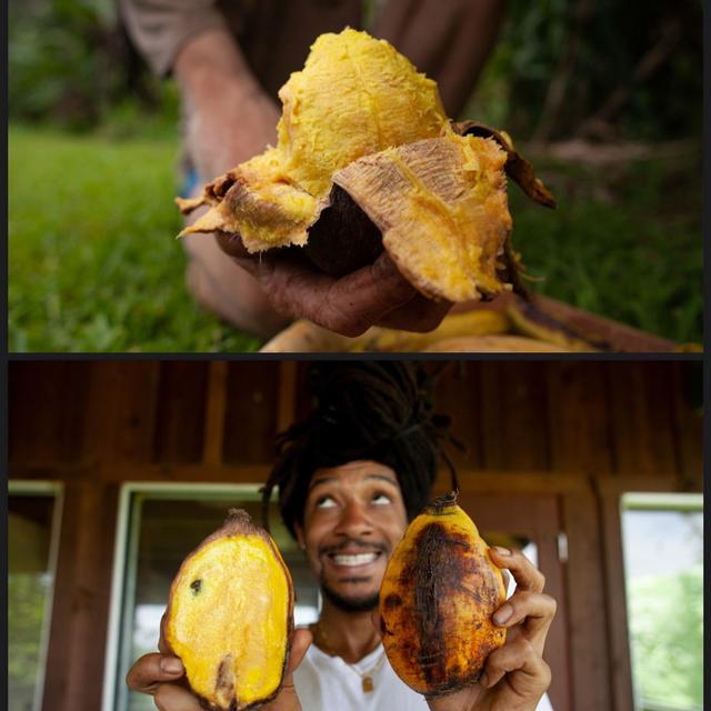 Ethnobotany & Plants You've Never Heard of w/ Anthony Basil Rodriguez - podcast episode cover