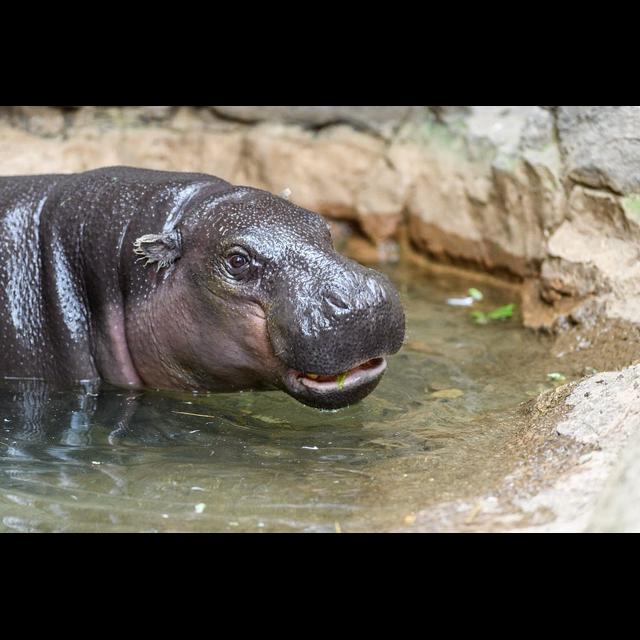 Episode 265: Precious Pygmy Hippos - podcast episode cover