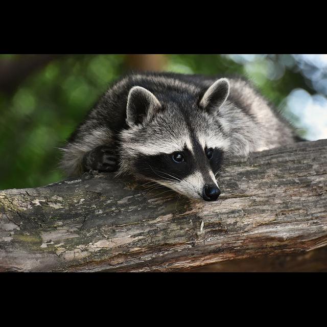 Episode 245: Rambunctious Raccoons - podcast episode cover