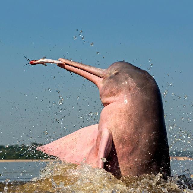 River Dolphins Have a Wide Vocal Repertoire - podcast episode cover