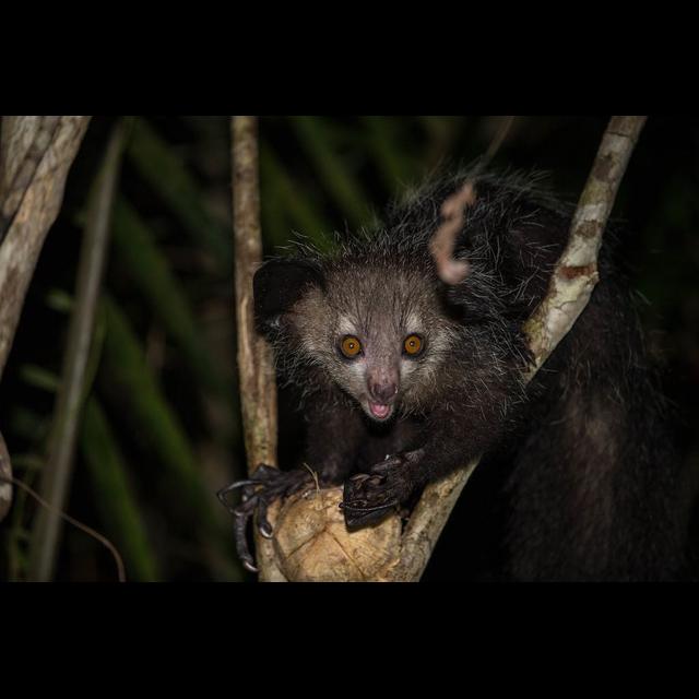 Episode 251: Eyeing the Aye Aye - podcast episode cover