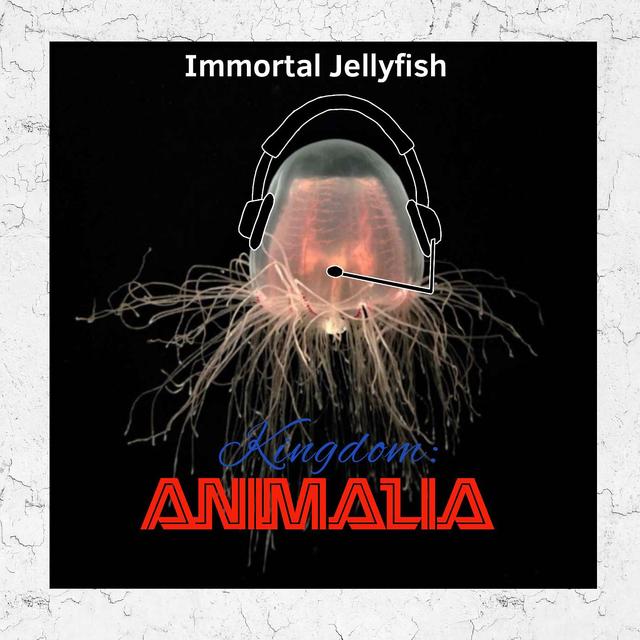 Immortal Jellyfish - podcast episode cover