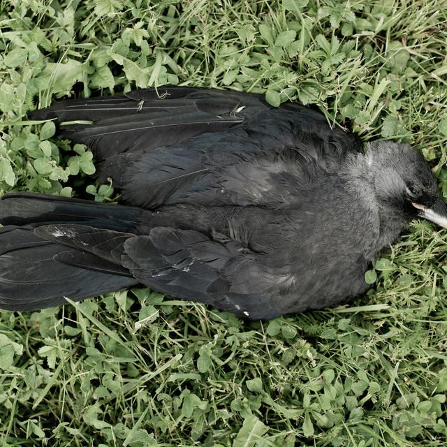 Some Crows Hit On Dead Companions - podcast episode cover
