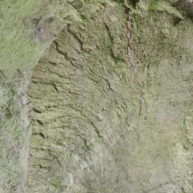 Time Travelling to a 300 Million Year Old Sea Bed 🐚 - podcast episode cover