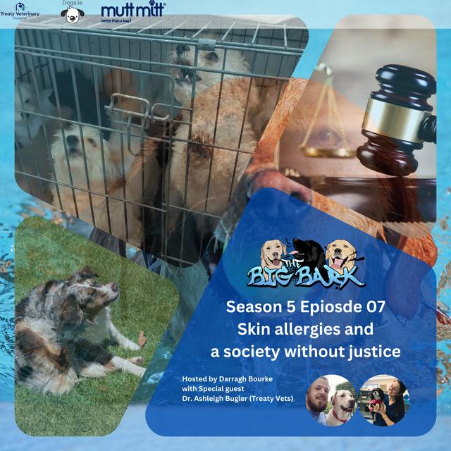 The Big Bark - S05E07 Episode #84 - Skin allergies and a society without justice - podcast episode cover