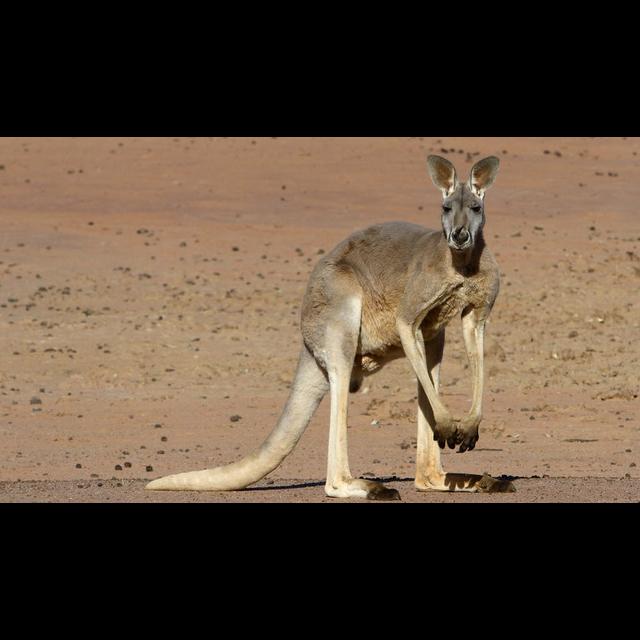 Episode 136: Red Kangaroos Bouncing Along - podcast episode cover