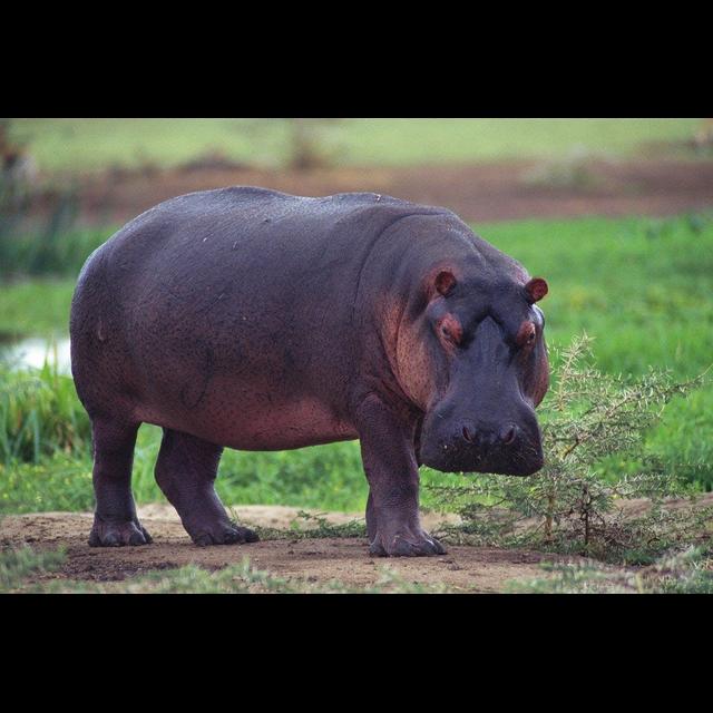 Hippo Dung Fouls Up Freshwater Fisheries - podcast episode cover