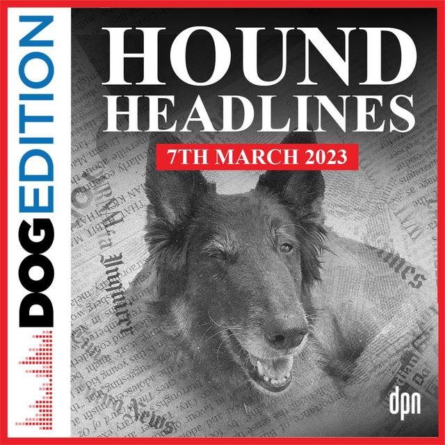 Hound Headlines 3/7/23 | Dog Edition #86 - podcast episode cover