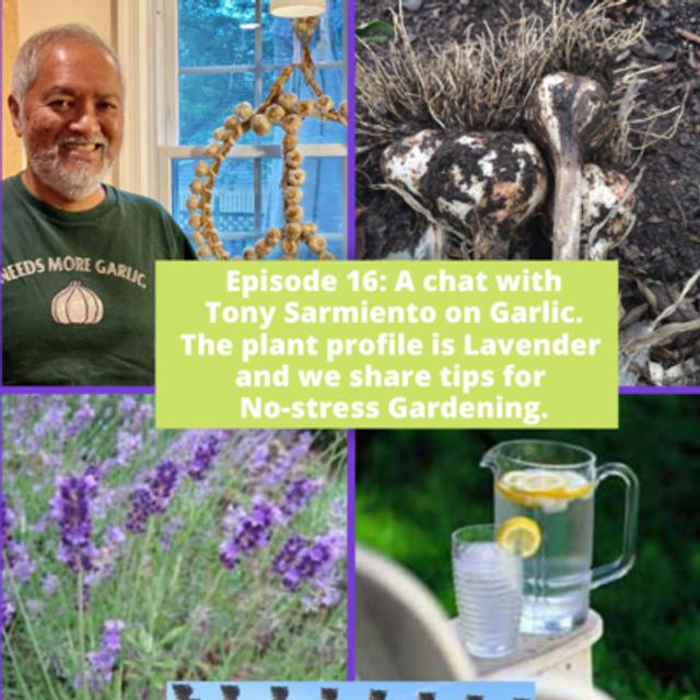 Garlic, Lavender, and No-stress Gardening - podcast episode cover