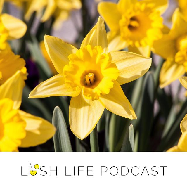 Spring Catch Up with Your Drinking Companion, Susan Schwartz! - podcast episode cover