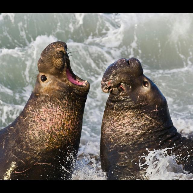 Bioluminescence Helps Prey Avoid Hungry Seals - podcast episode cover