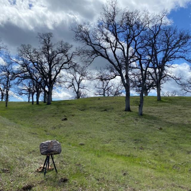 Bonus! Sacramento River Bend Area- Afternoon Birdsong On Blue Oak Savannah - podcast episode cover