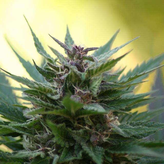 Greening the Cannabis Industry [Special Content From CohnReznick] - podcast episode cover