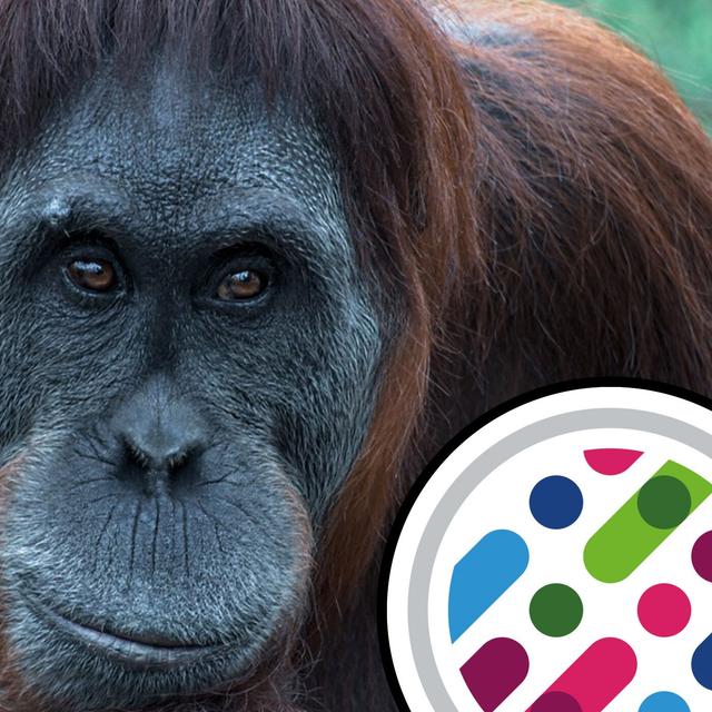Apes reveal language origins, and being dyslexic in science - podcast episode cover