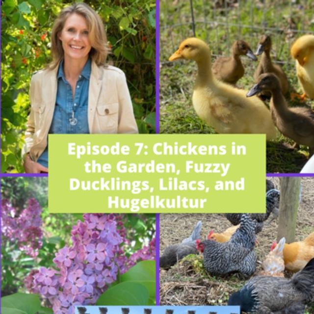 Backyard Chickens - podcast episode cover