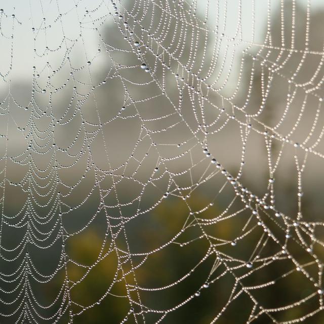 Incy... Wincy... Spiders - podcast episode cover