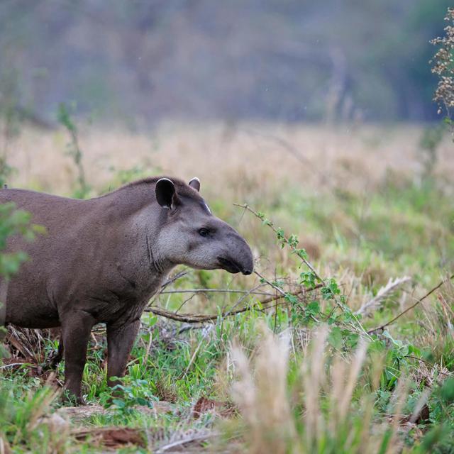 Tapirs Help Reforestation via Defecation - podcast episode cover
