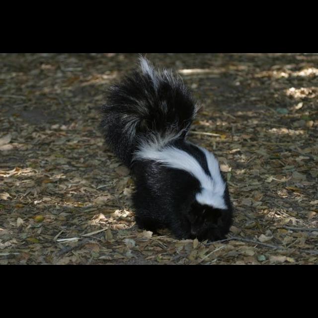 Episode 254: Cute but Stinky Skunks - podcast episode cover