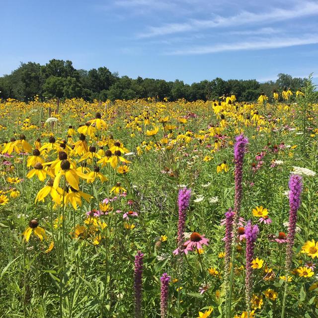 A Conversation with Kyle Lybarger from the Native Habitat Project - podcast episode cover