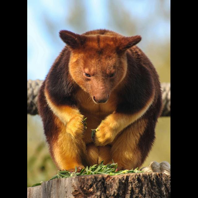 Kangaroos Living in Trees - podcast episode cover