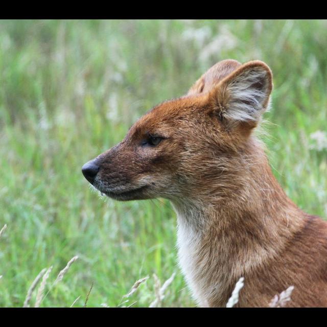 Episode 322:: Dholes in Danger - podcast episode cover