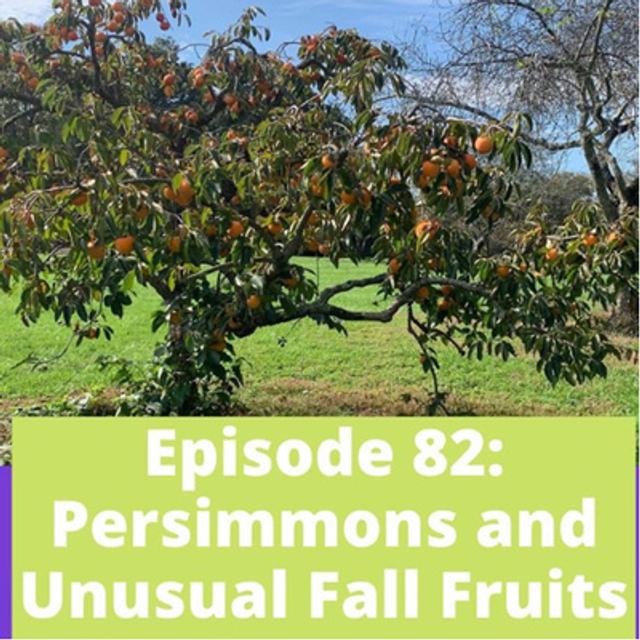 Persimmons and Other Unusual Fall Fruits - podcast episode cover