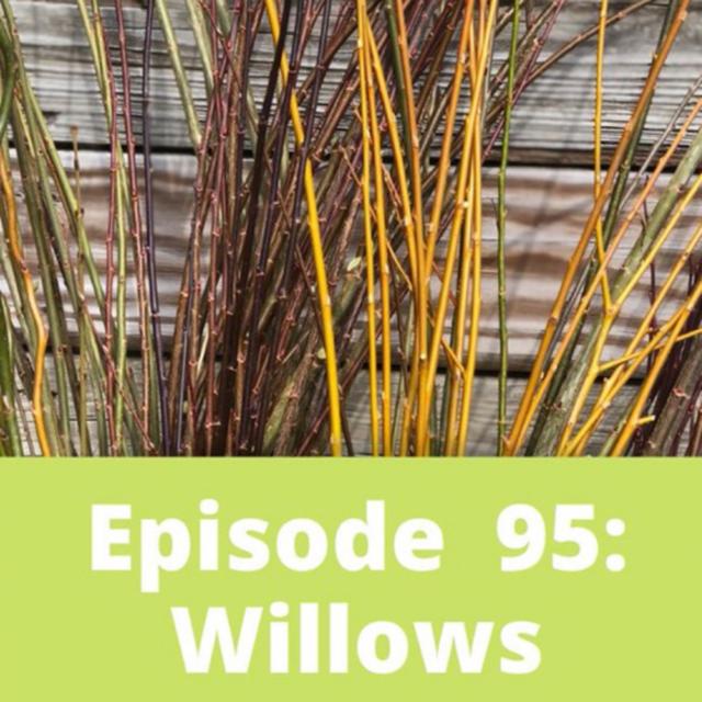 Willows - podcast episode cover