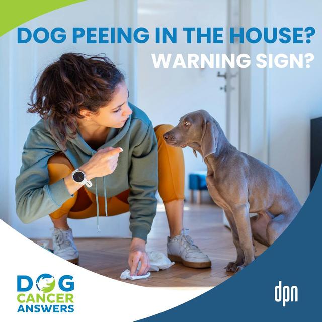 Dog Peeing in the House? Warning Signs of Bladder Cancer and What You Can Do | Lauren Barrow, DVM #258 - podcast episode cover