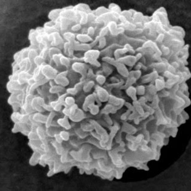 The power of intracellular pathogens: how they “take down” the immune system - podcast episode cover