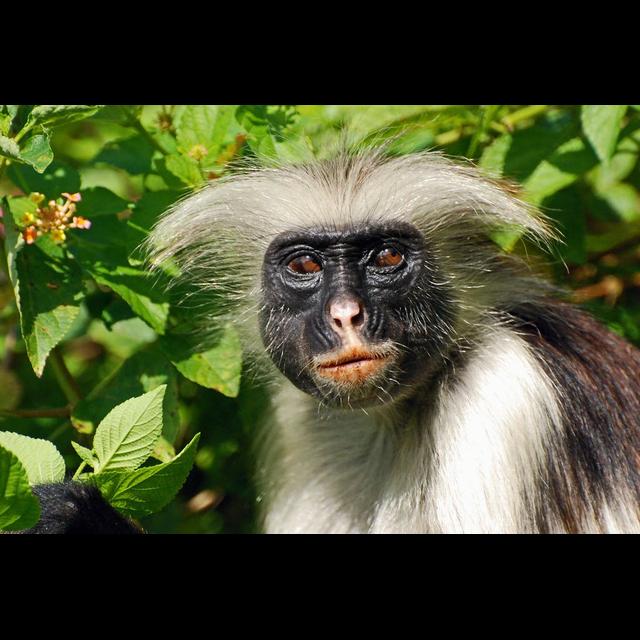 Episode 324:Red Colobus Collapsing - podcast episode cover