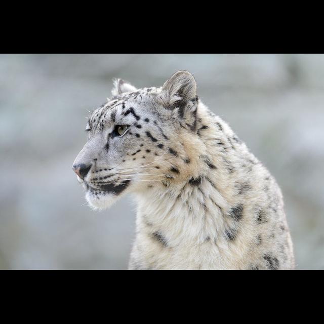Episode 263: Secrets of Snow Leopards - podcast episode cover