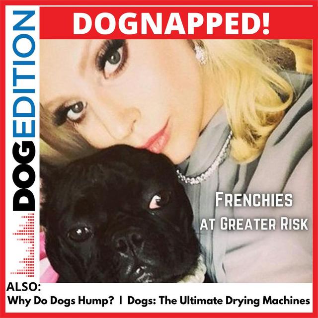 Dognapping Epidemic | Dogs: The Ultimate Drying Machines | Why Dogs Hump - podcast episode cover