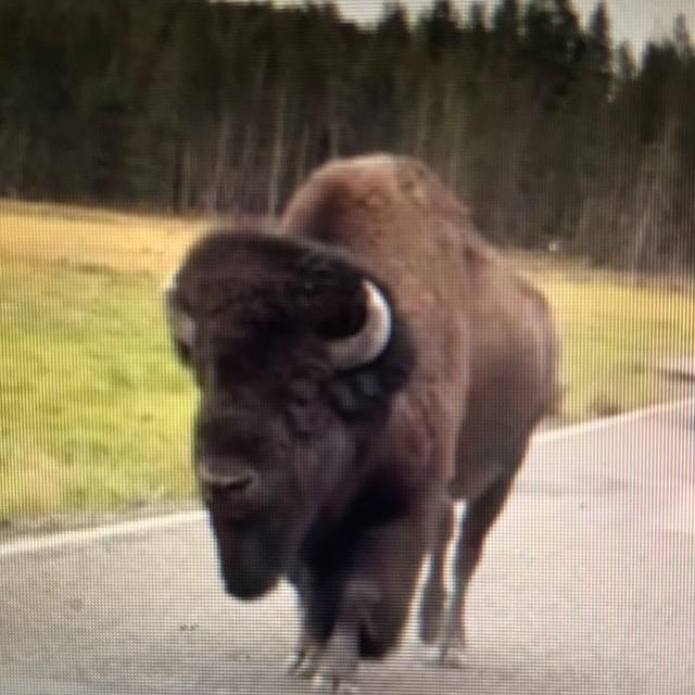 Sweeping The Country: Oh boy! When Buffalo attack, Top Gun & Coyotes coming through the dog door? - podcast episode cover